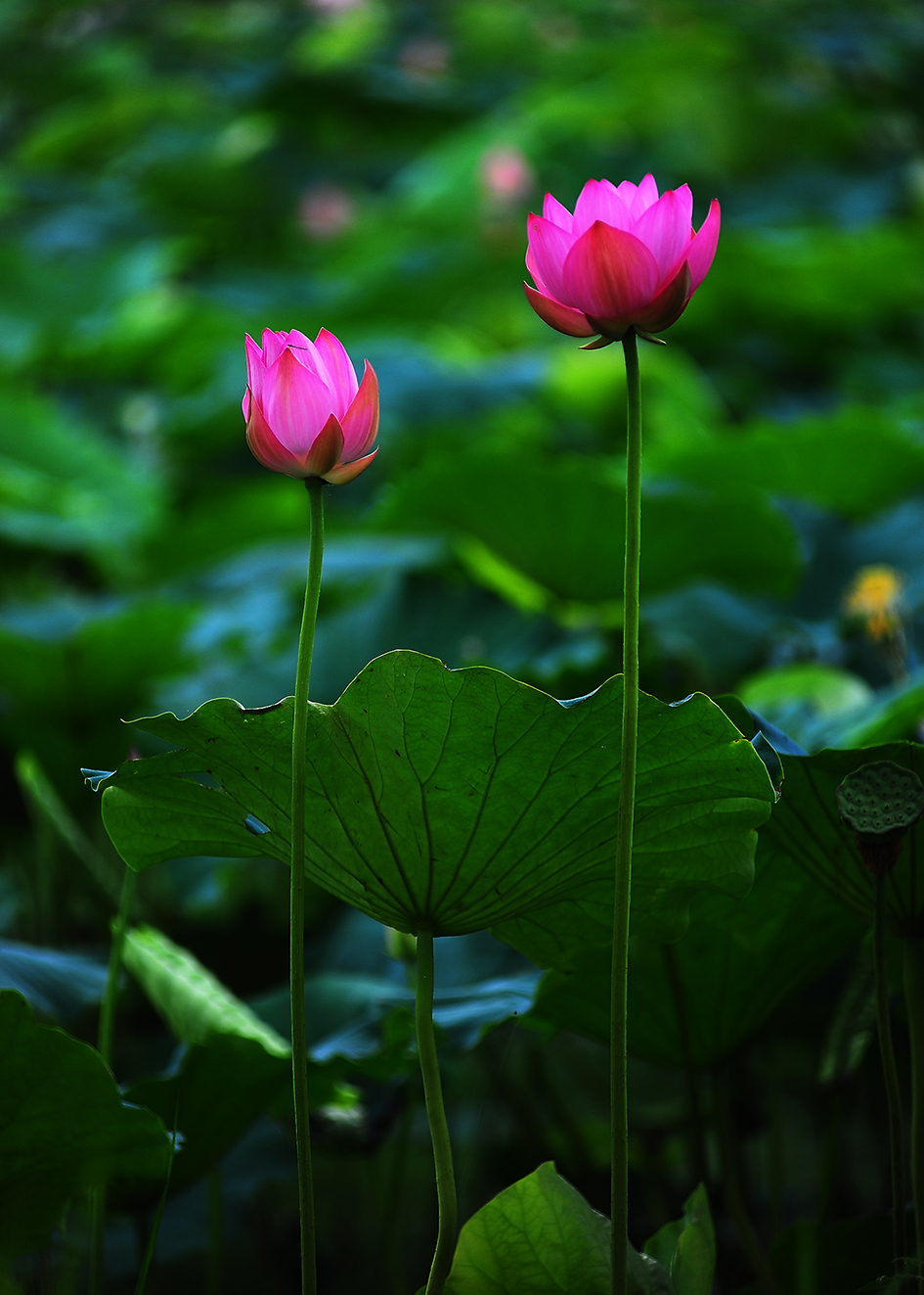 DSC_4626.JPG : 관곡지 연꽃.