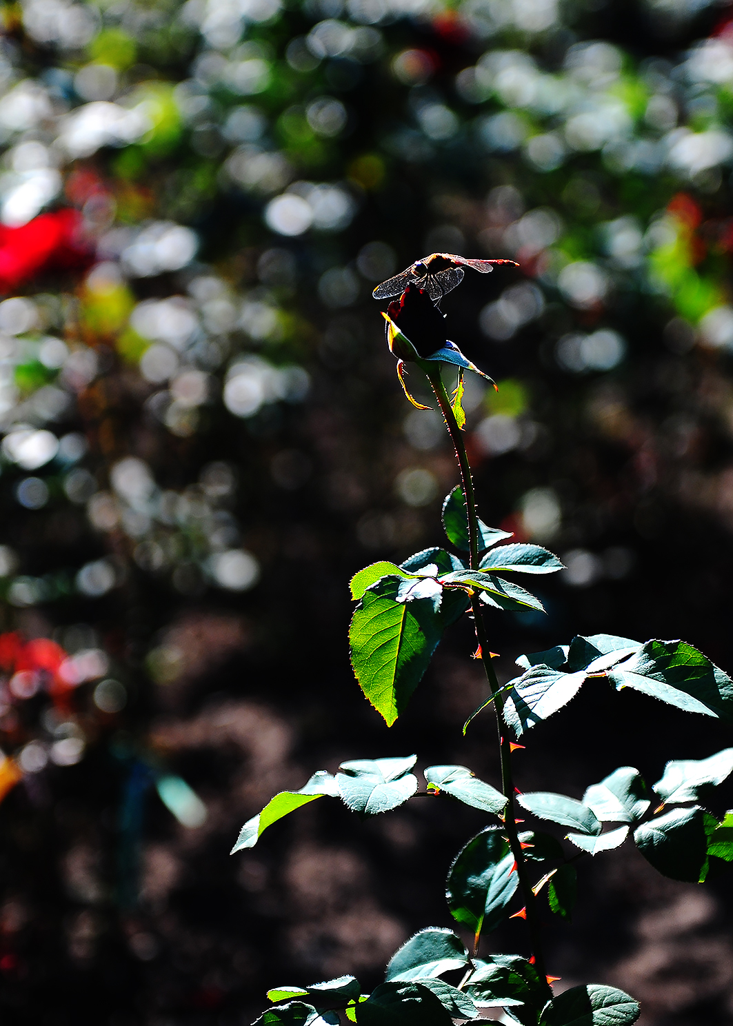 DSC_5349.JPG : 관곡지 연꽃.