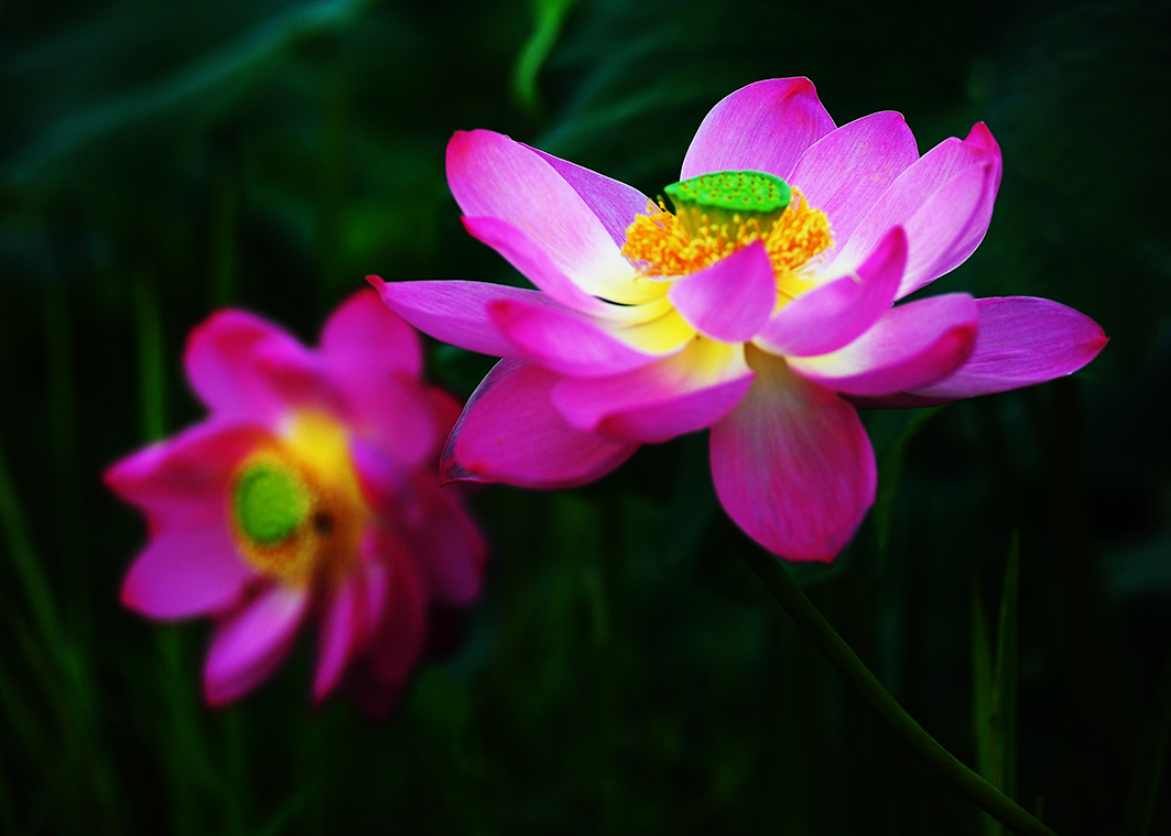 DSC_4660.JPG : 관곡지 연꽃.