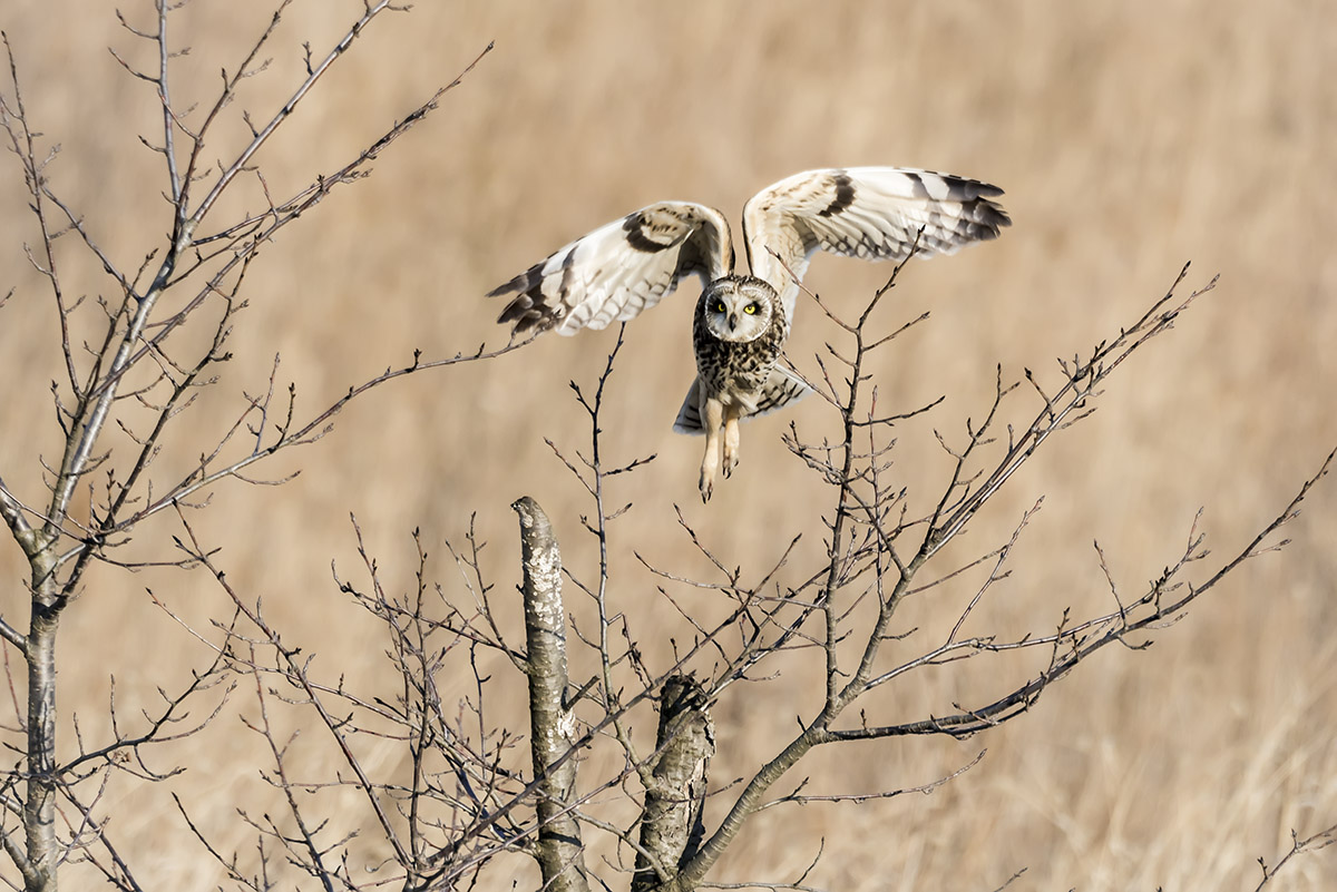 _YJL7528rnhss.jpg : flying