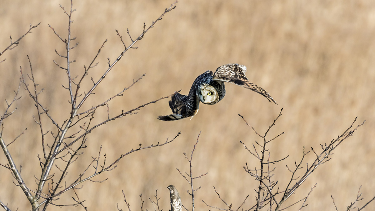 _YJL7530rhss.jpg : flying