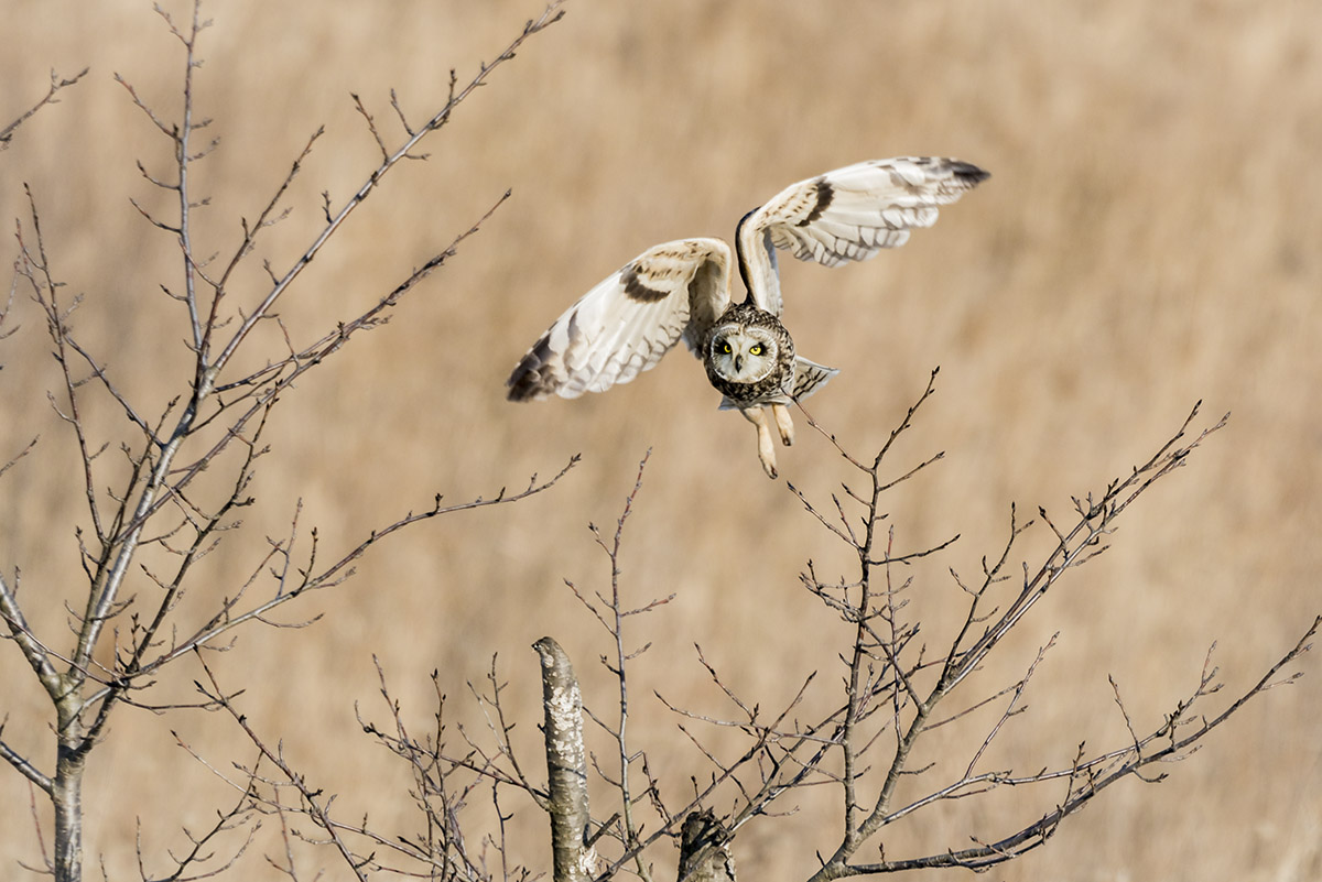 _YJL7529rnhss.jpg : flying