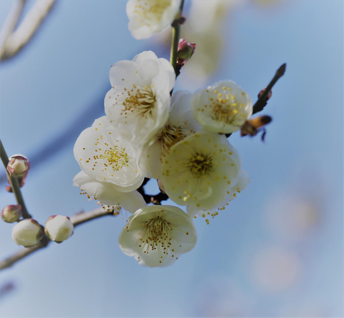 452A9344 (4) - Copy.jpg : 매화꽃 향기맡는 벌
