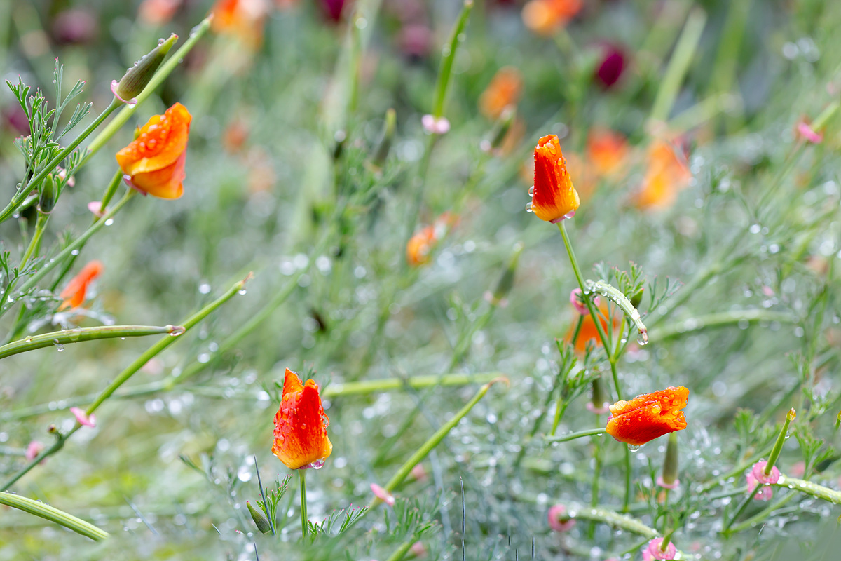 0S6A0527-3.jpg