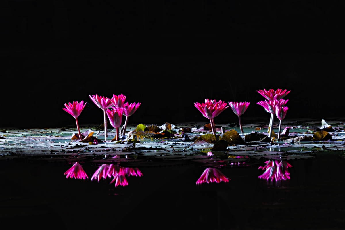 115A1388.jpg : 수련