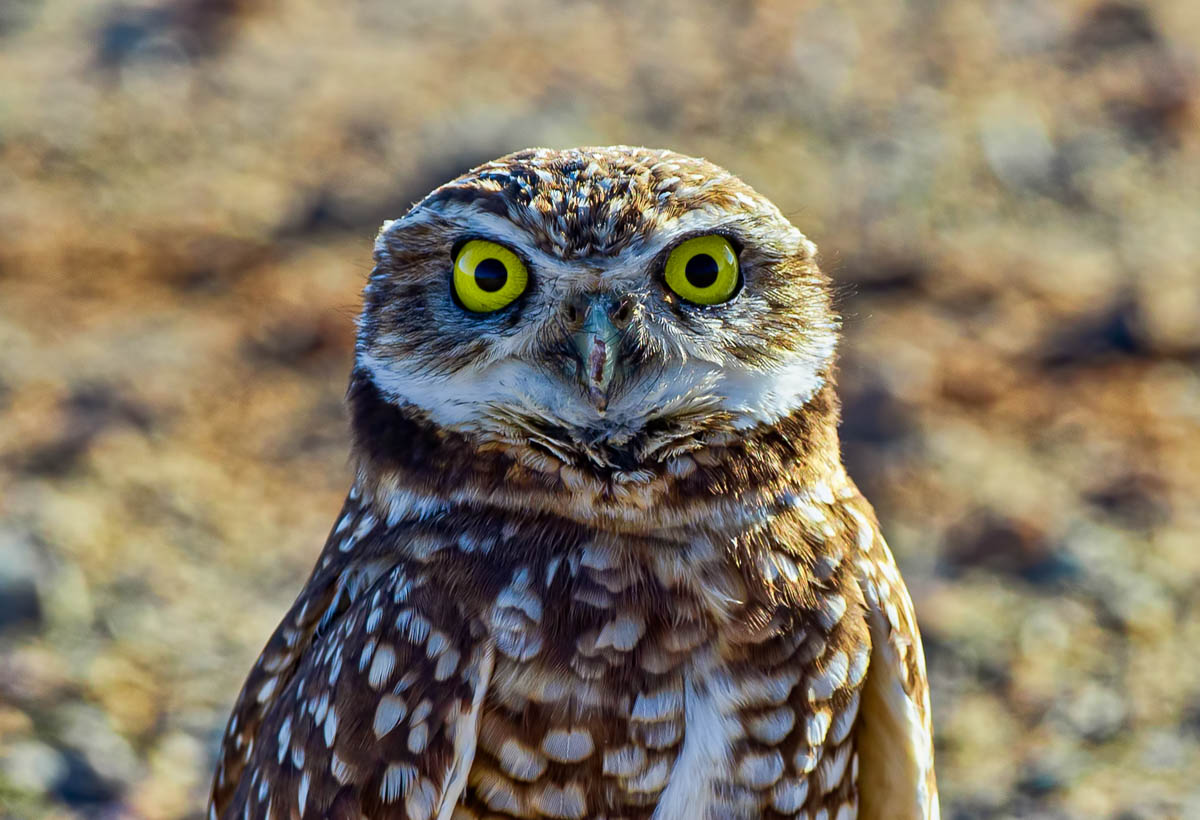AB4W9956-Edit.jpg : Burrowing Owl