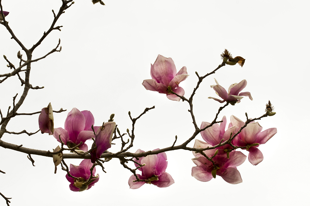 IMG_7248-2b.jpg : Magnolia
