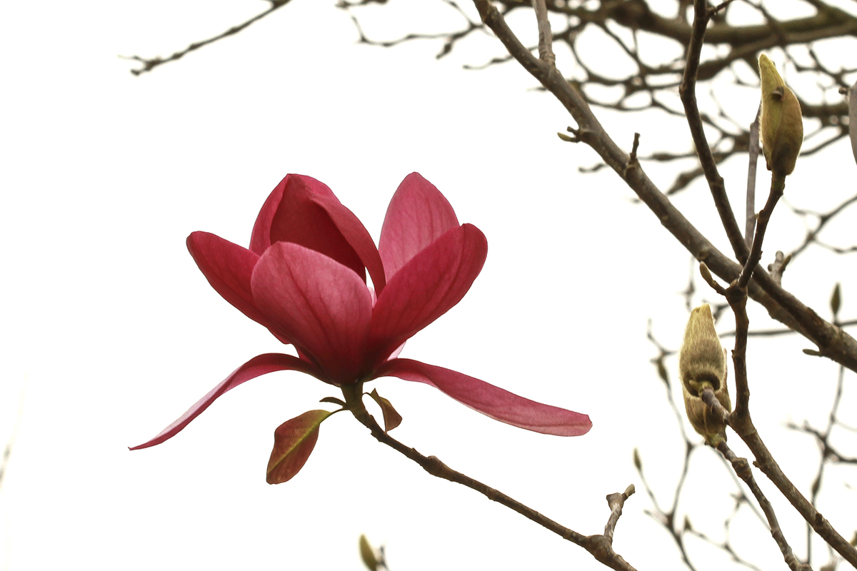IMG_7212-2a.jpg : Magnolia