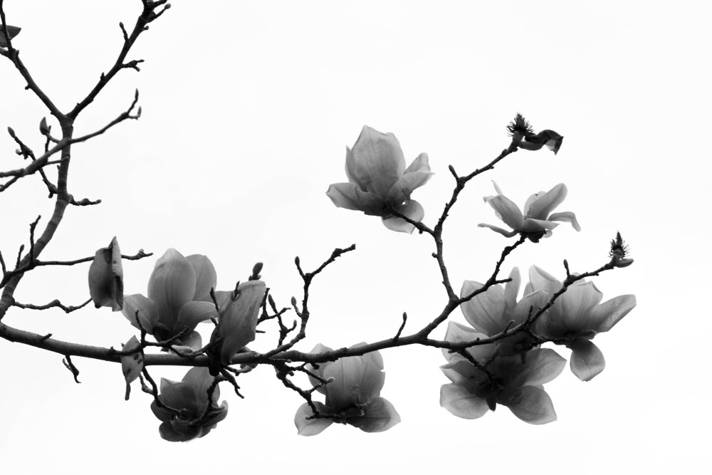IMG_7248b.jpg : Magnolia