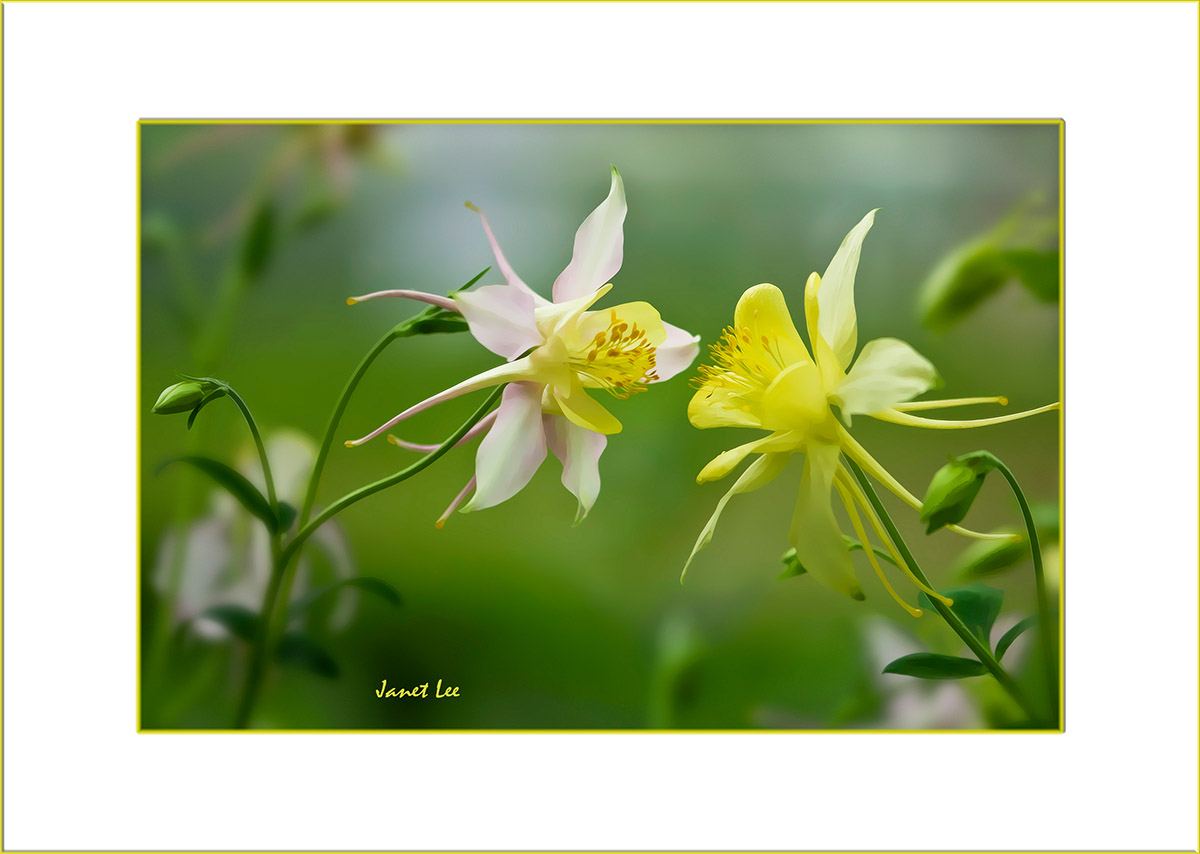 19_DSC0323rrtpcvbrcs.jpg : Columbine
