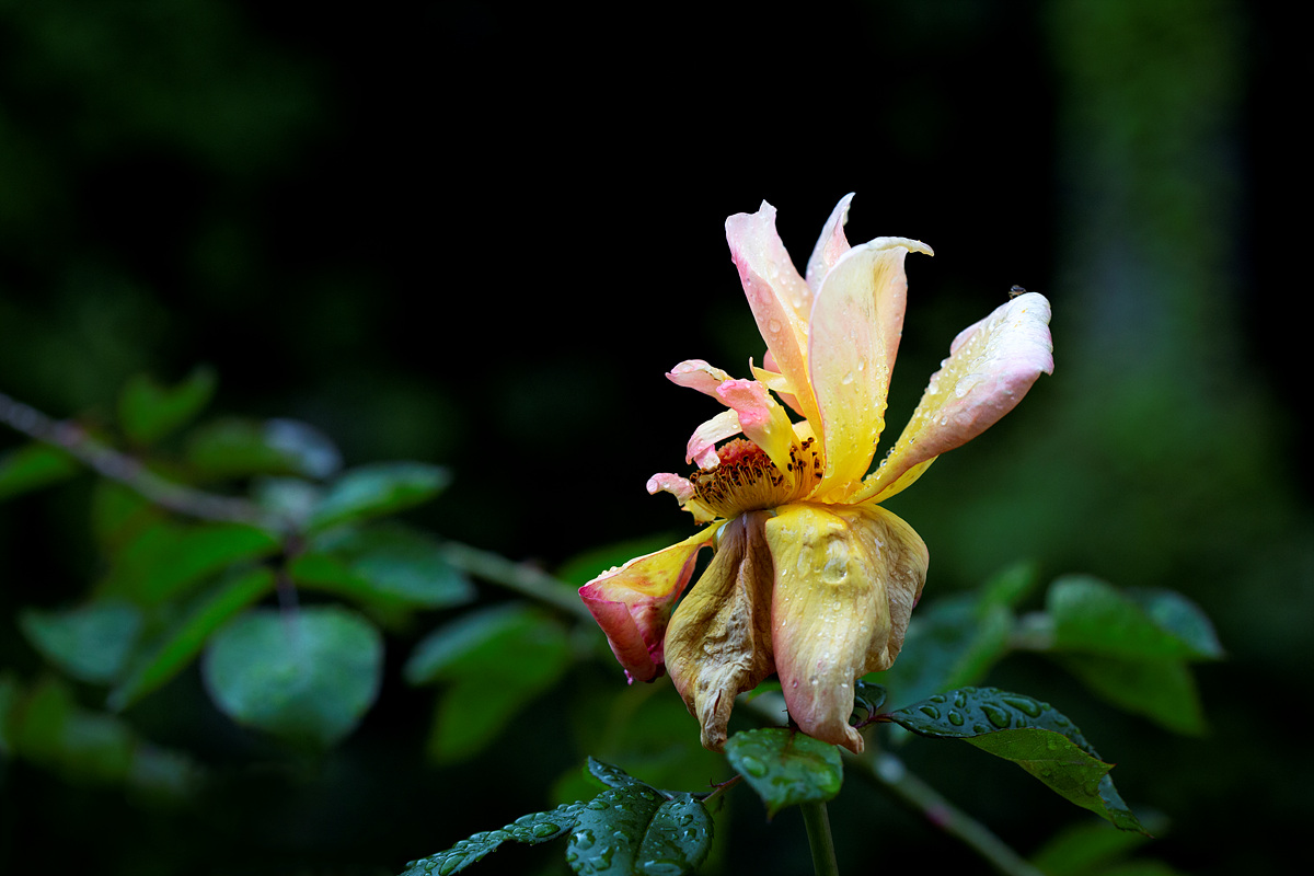 0S6A0614-1.jpg