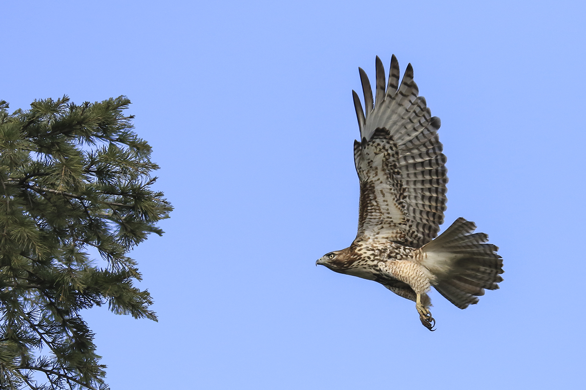 CX2A1145-2a.jpg : Osprey
