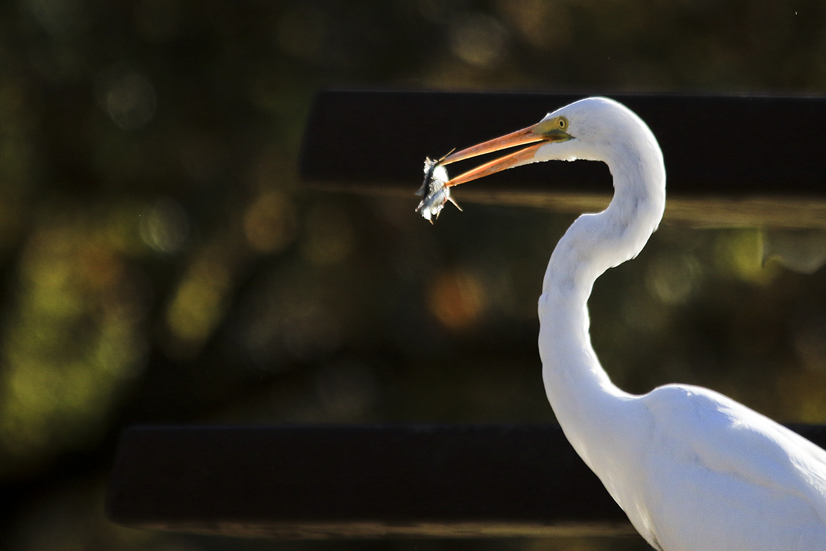 CX2A0565-1A.jpg : Breakfast