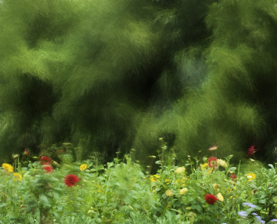Forest.jpg : 바람