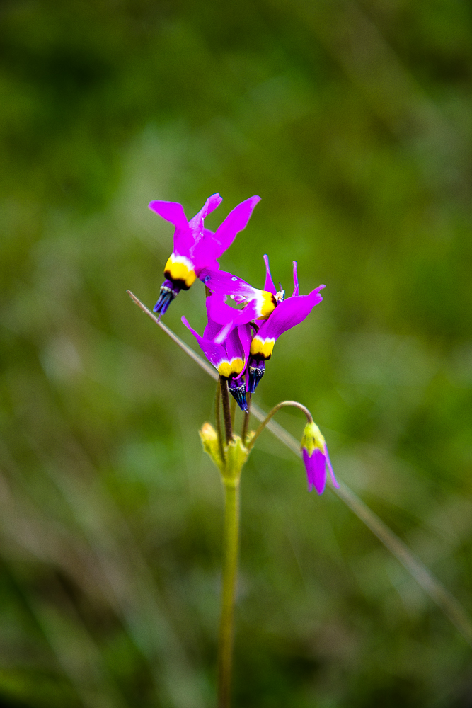 EOS 5D Mark IV_3076.jpg