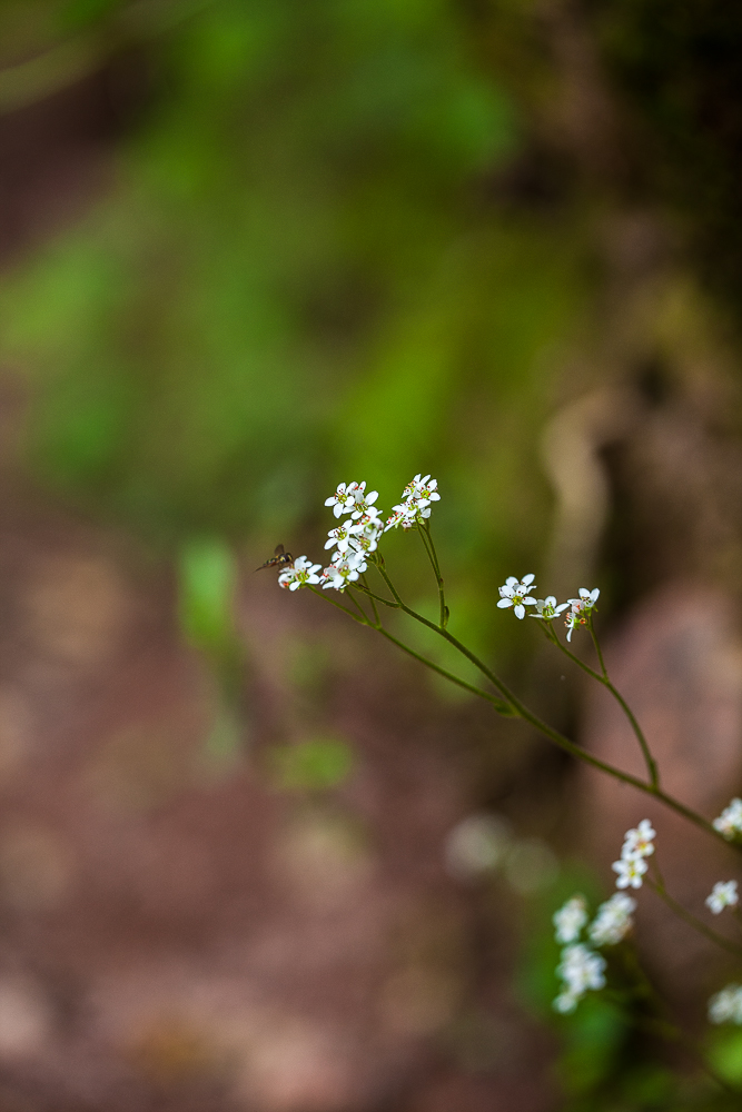 EOS 5D Mark II_15168.jpg