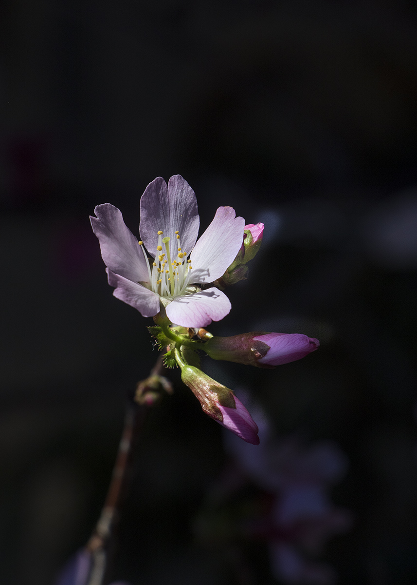 5I4A9932-1a.jpg : 지금 데스칸소가든에서는...