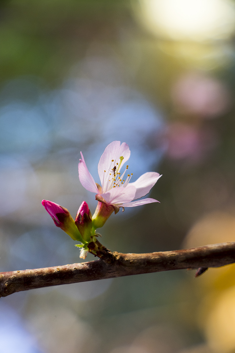 5I4A9941-1a.jpg : 지금 데스칸소가든에서는...