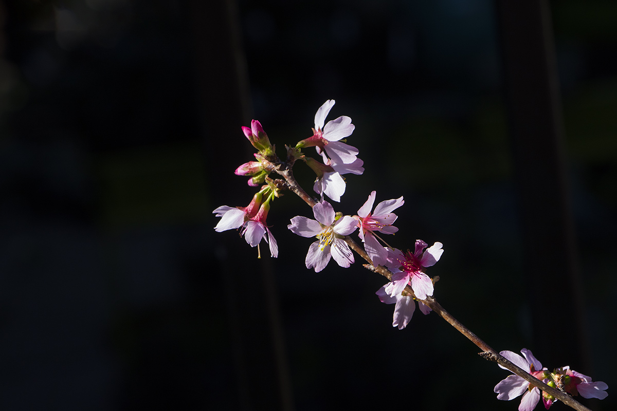 5I4A9928-1a.jpg : 지금 데스칸소가든에서는...
