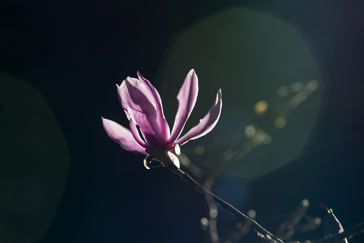 _L4A2360-1a.jpg : 지금 데스칸소가든에서는...