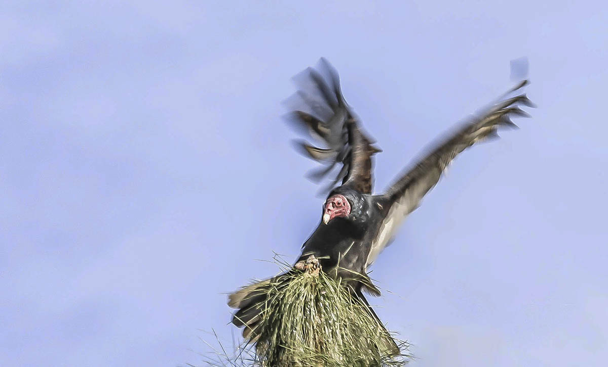 CX2A0078-4a.jpg : Turkey Vulture.