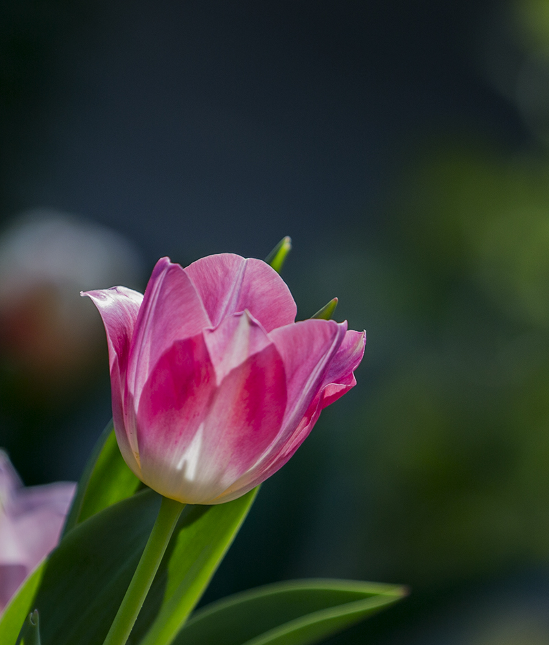 079A4191-1a.jpg : 꽃이 예뻐서,,,,,