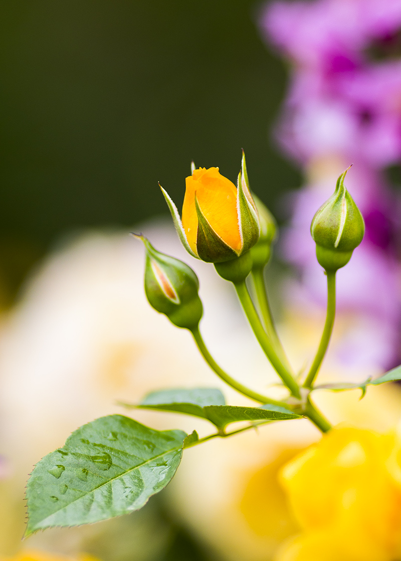 _L4A8783-1.jpg : Descanso Garden에서