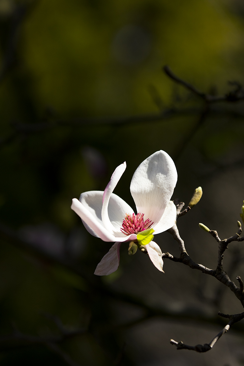 5I4A9837-1b.jpg : 하얀목련이 필때면...