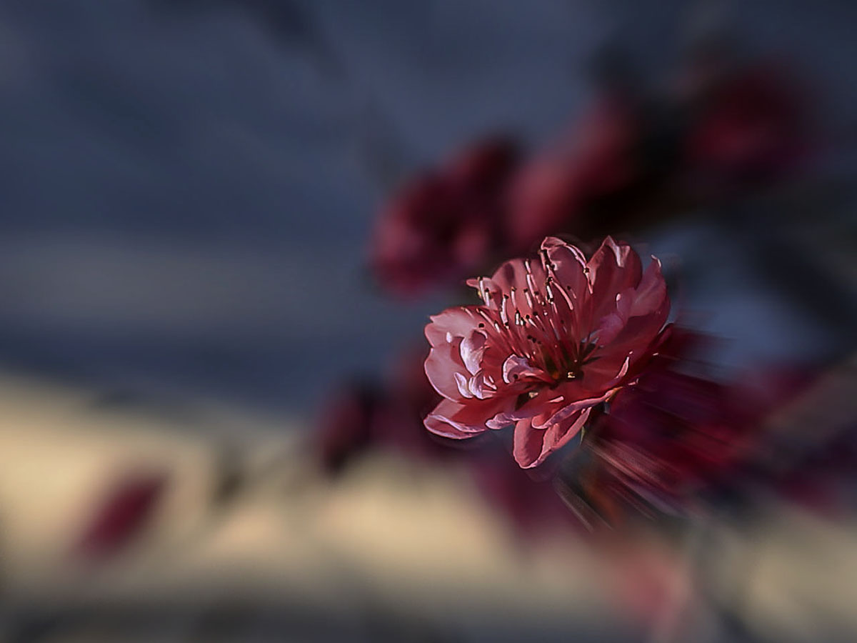 IMG_4155-1a.jpg : Shabarum Park에 있는 매화.