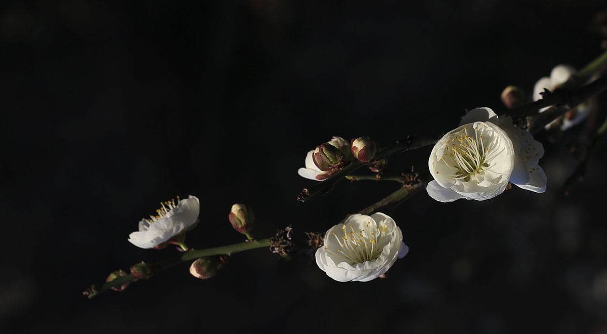 IMG_4182-1a.jpg : Shabarum Park에 있는 매화.