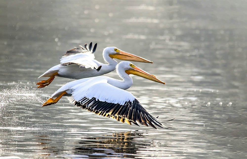CX2A9837-2b.jpg : Pelican.