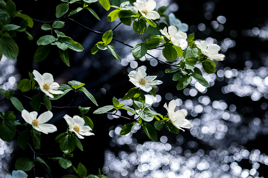 EOS 5D Mark IV_0109.jpg