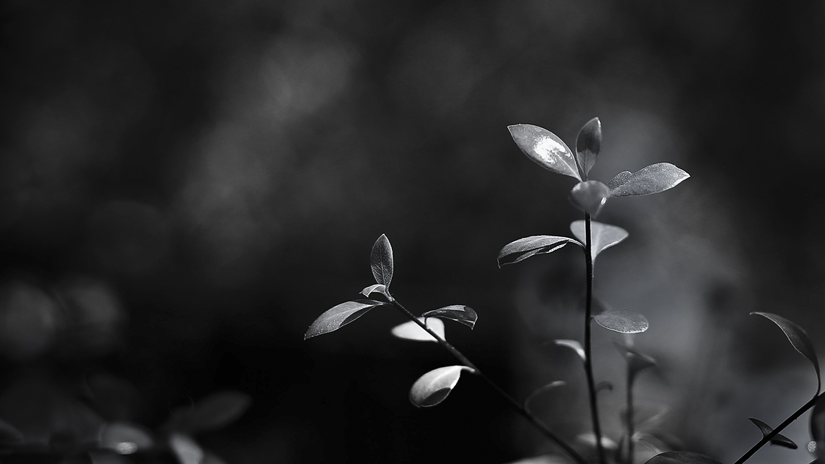 Untitled-22a.jpg : Silence