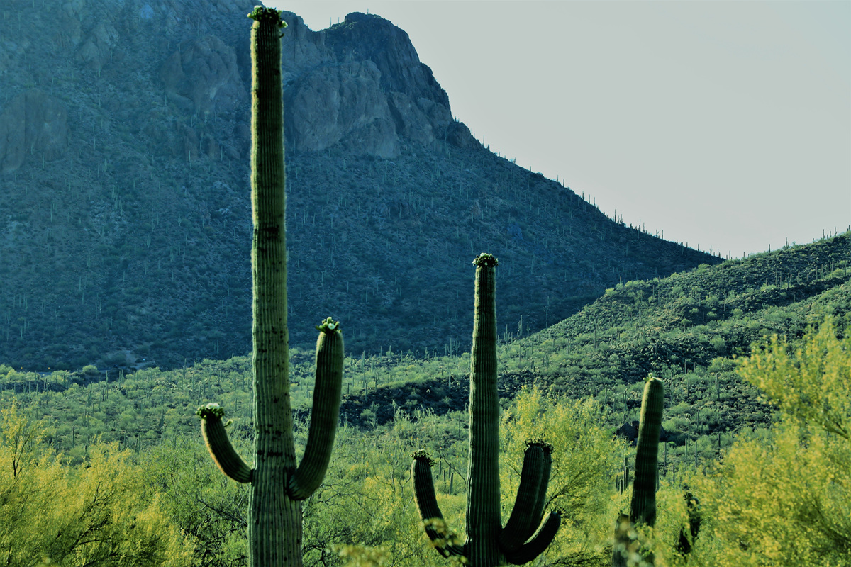452A2190 (2).jpg : Saguaro National Park