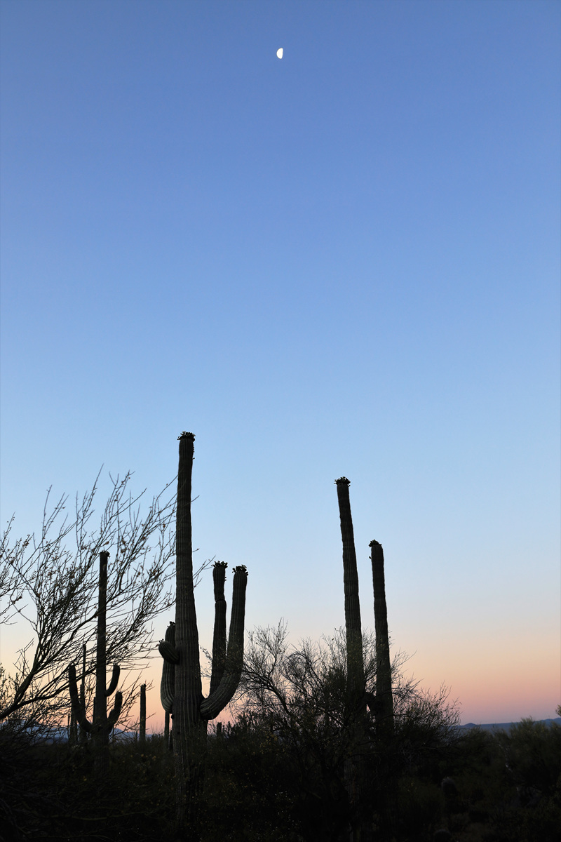 452A2101 (2).jpg : Saguaro National Park