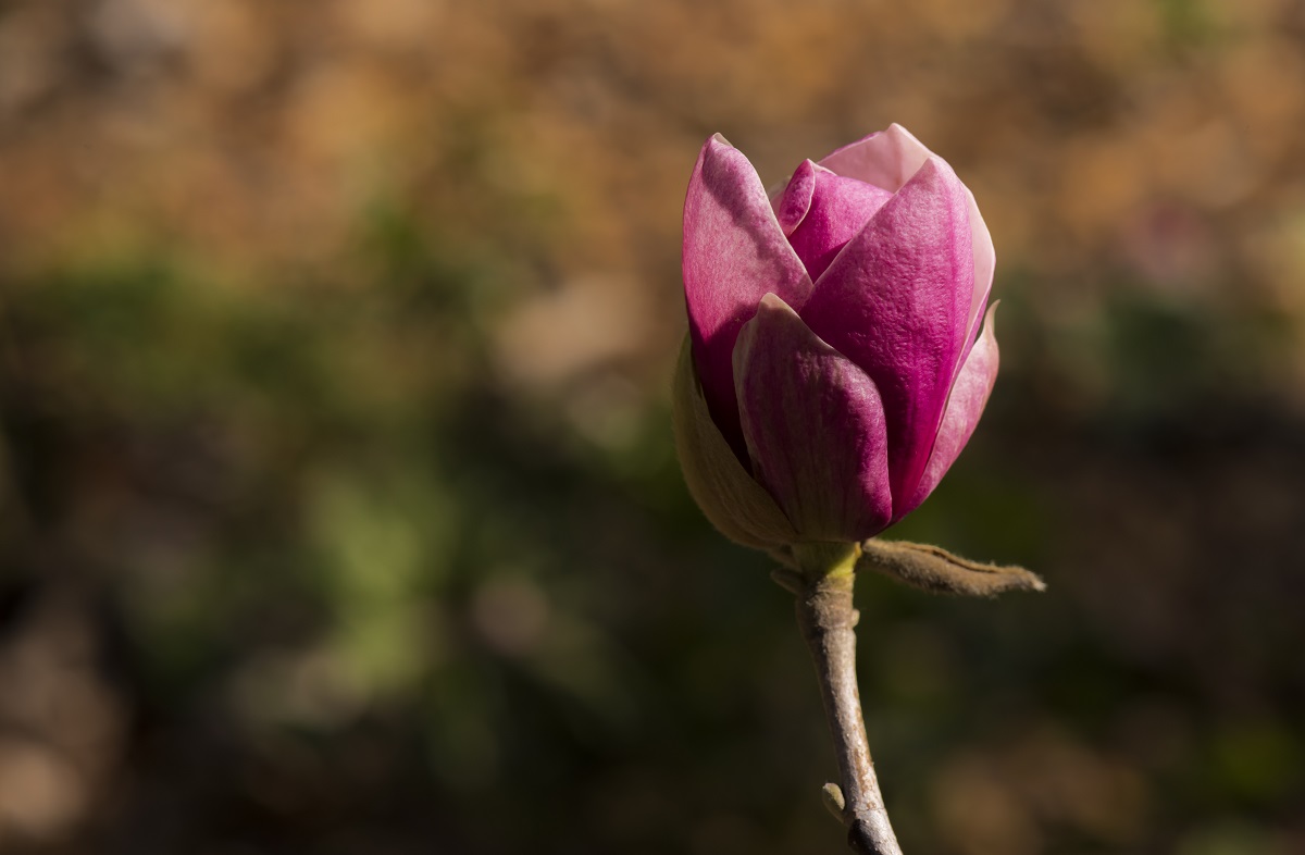 BYC_6742 as Smart Object-2.jpg : 자목련
