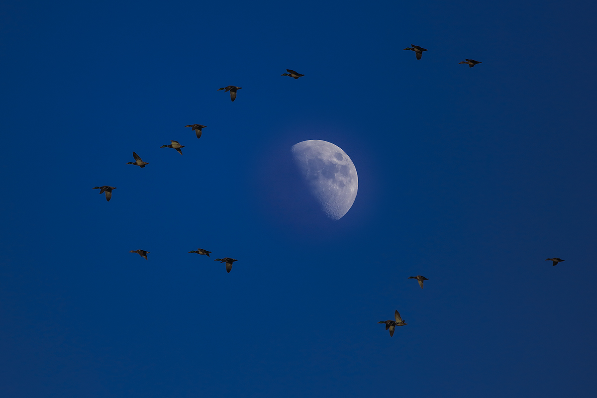 7S5A8434-4a.jpg : Cibola에서