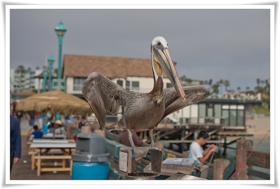 20BL3588.jpg : Pelican 3