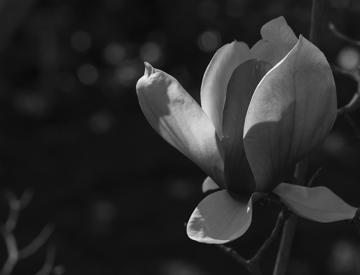 BYC_6733 as Smart Object-1.jpgZ.jpg : 하얀 목련