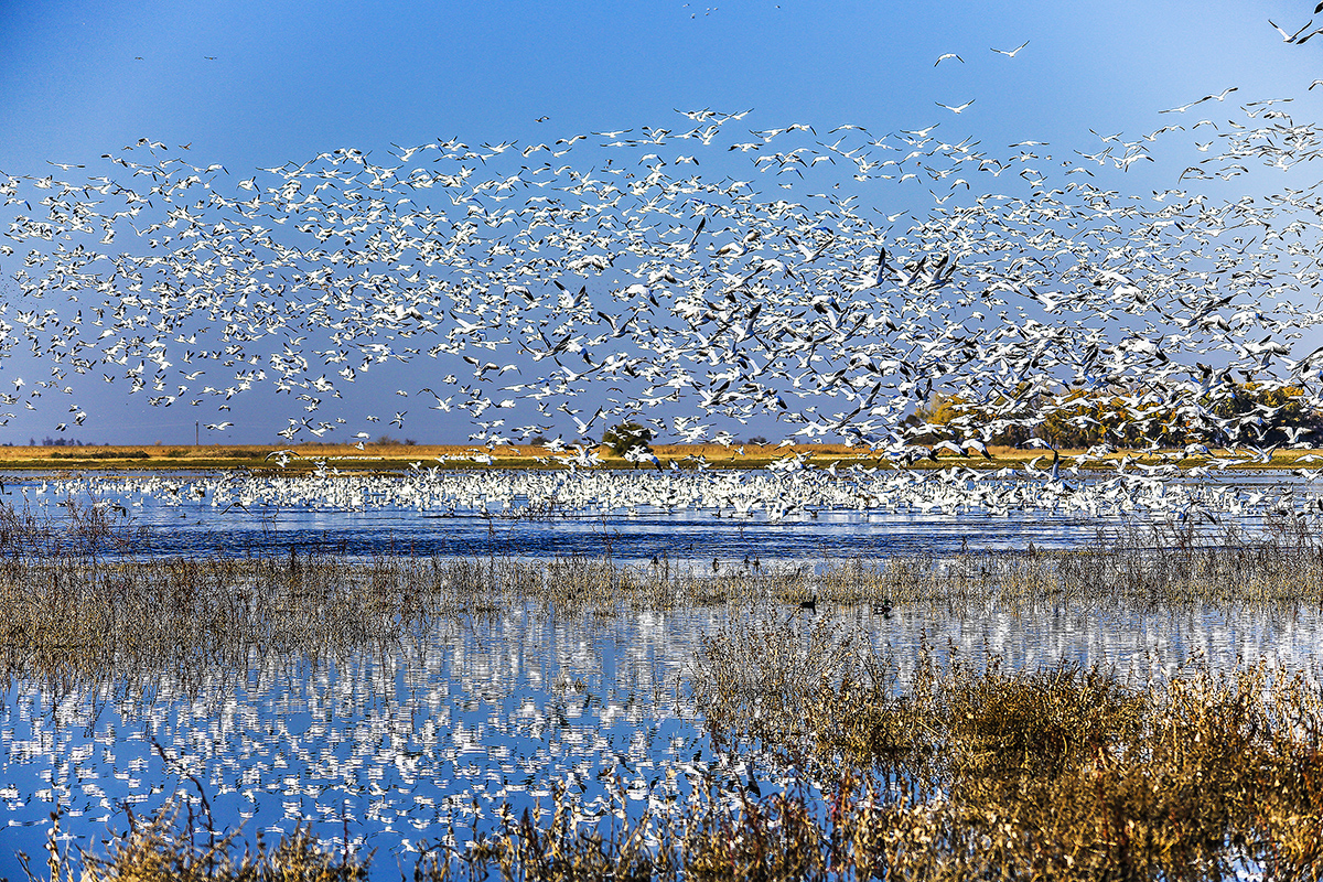 _MG_1245-1a.jpg : Merced Refuge