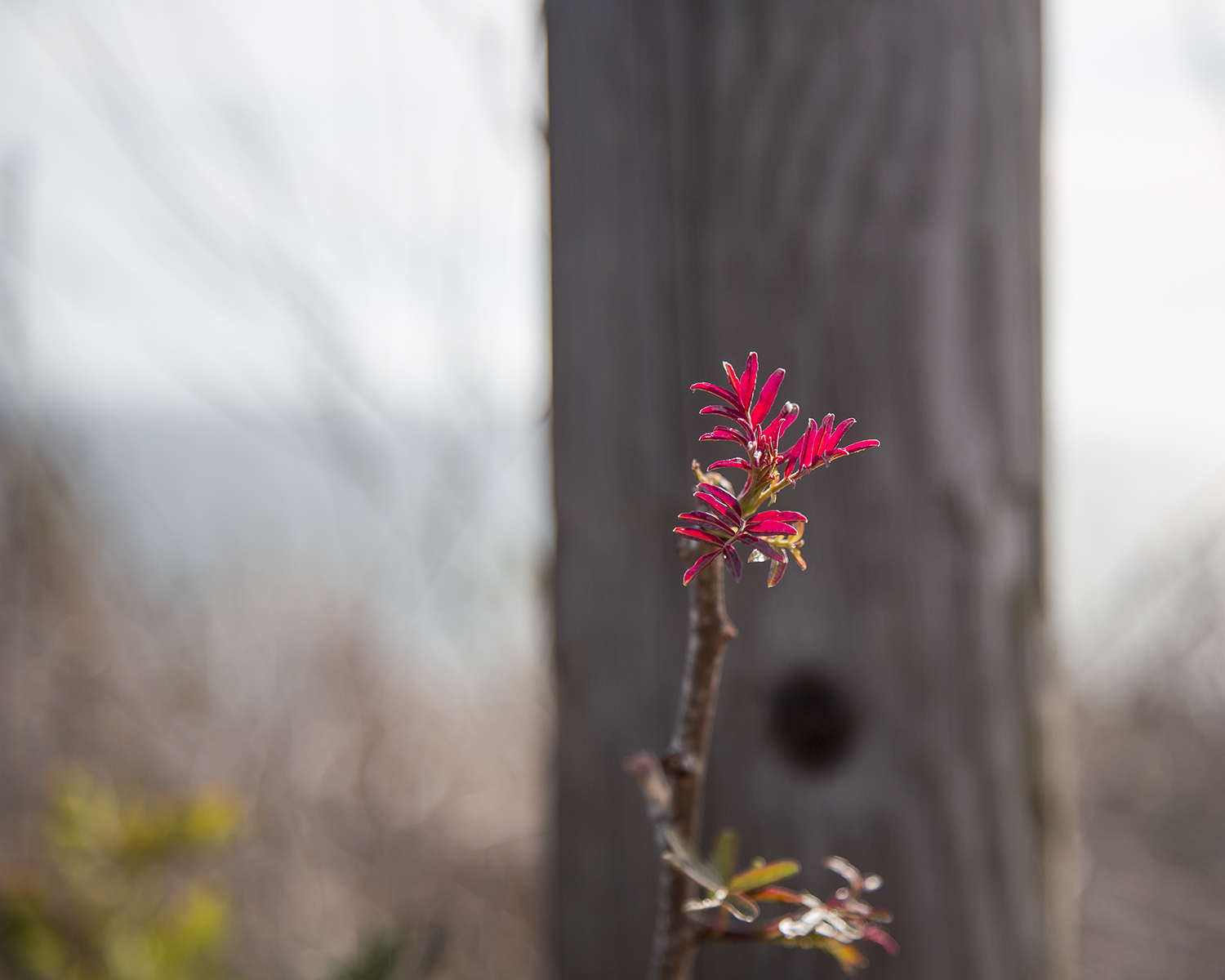 IMG_6334-1.jpg : 살아있음의 노래(봄)