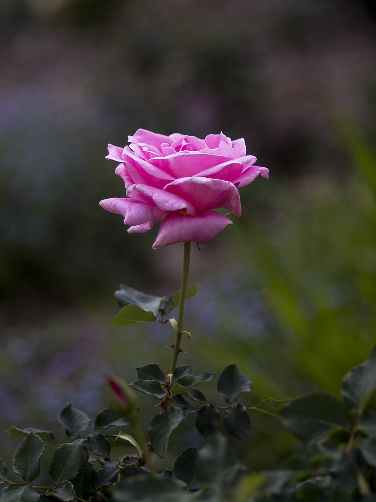 5I4A1479-1a.jpg : 꽃들의 잔치