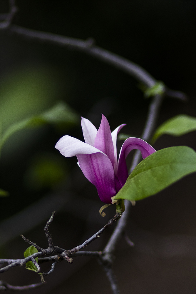 5I4A1549-1a.jpg : 꽃들의 잔치