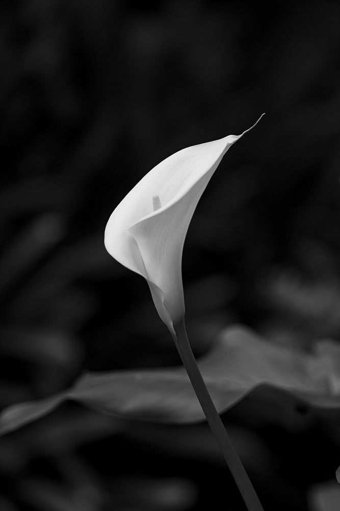 5I4A1508-1a.jpg : 꽃들의 잔치
