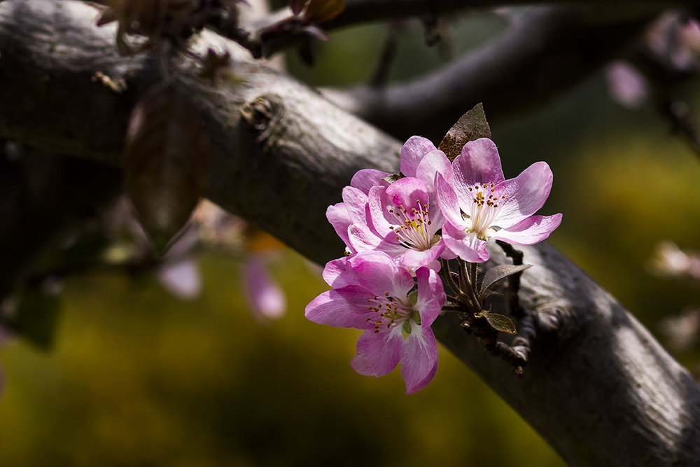 5I4A1559-1a.jpg : 꽃들의 잔치