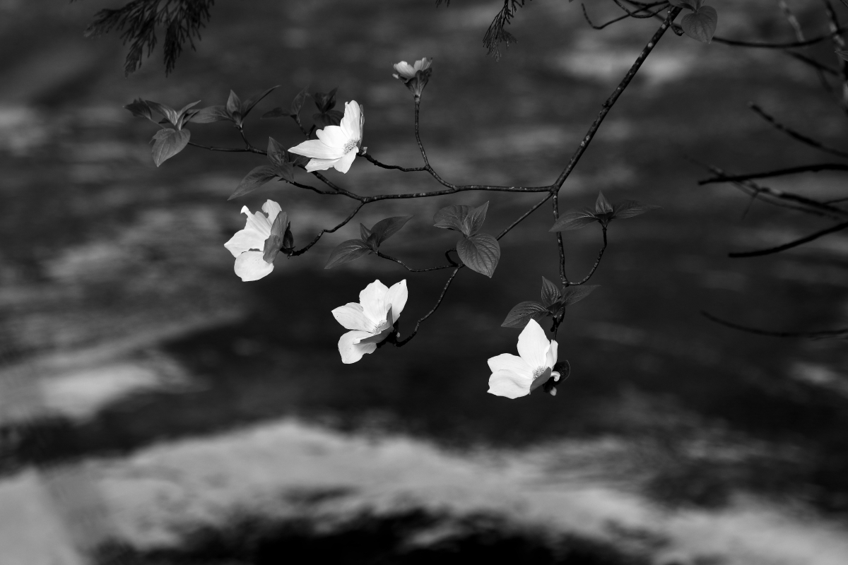 _A7A0983-1.JPG