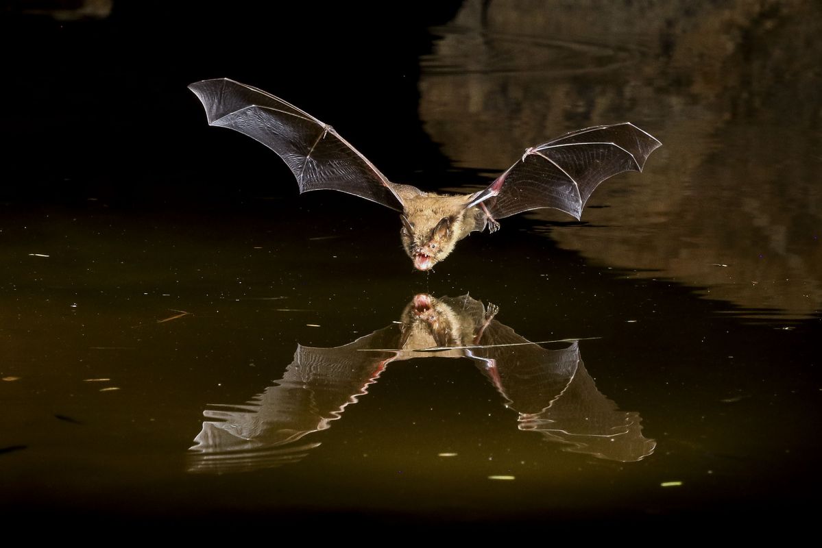 CX2A9597-3a.jpg : Bat
