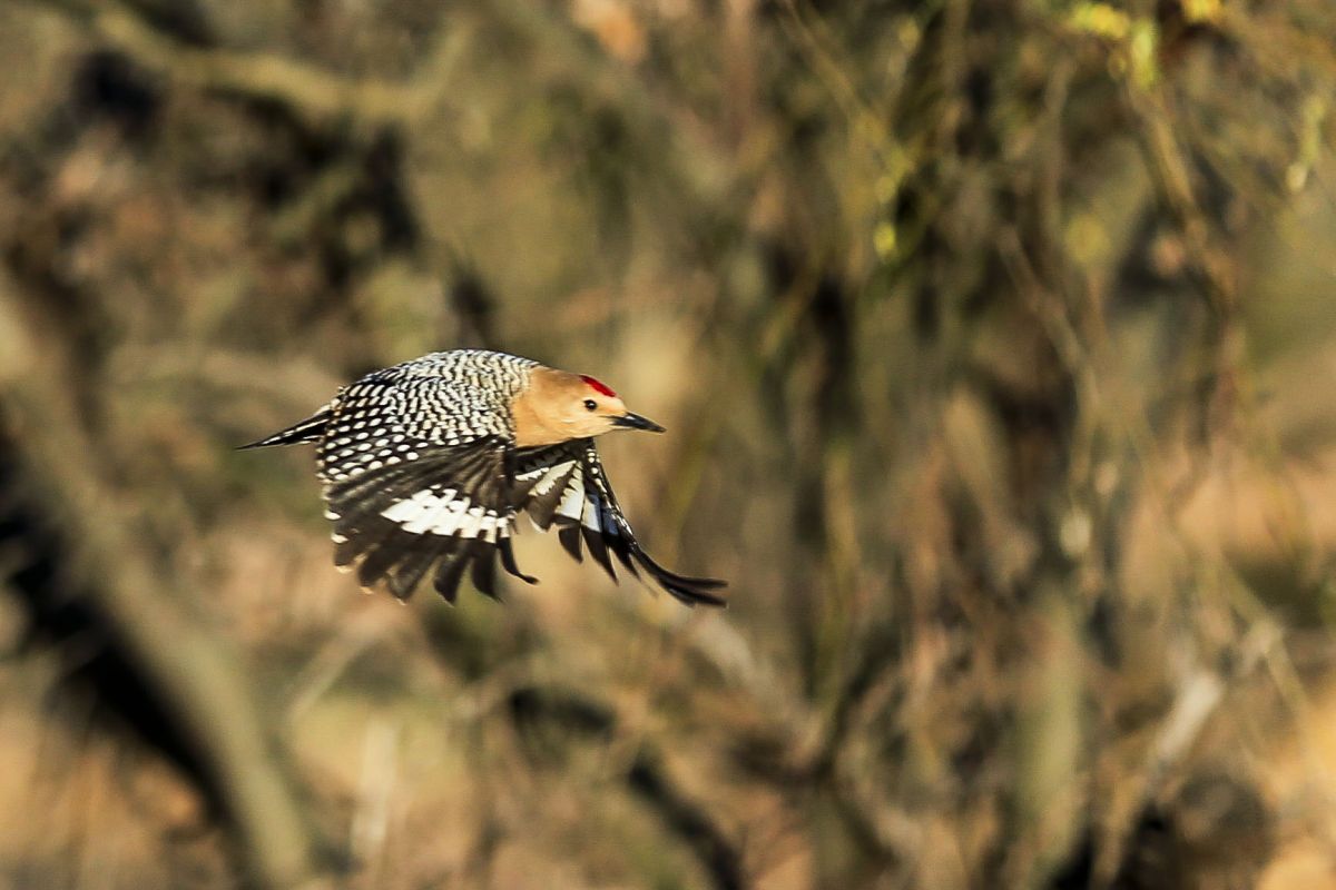 _MG_8114-1.jpg : Woodpecker