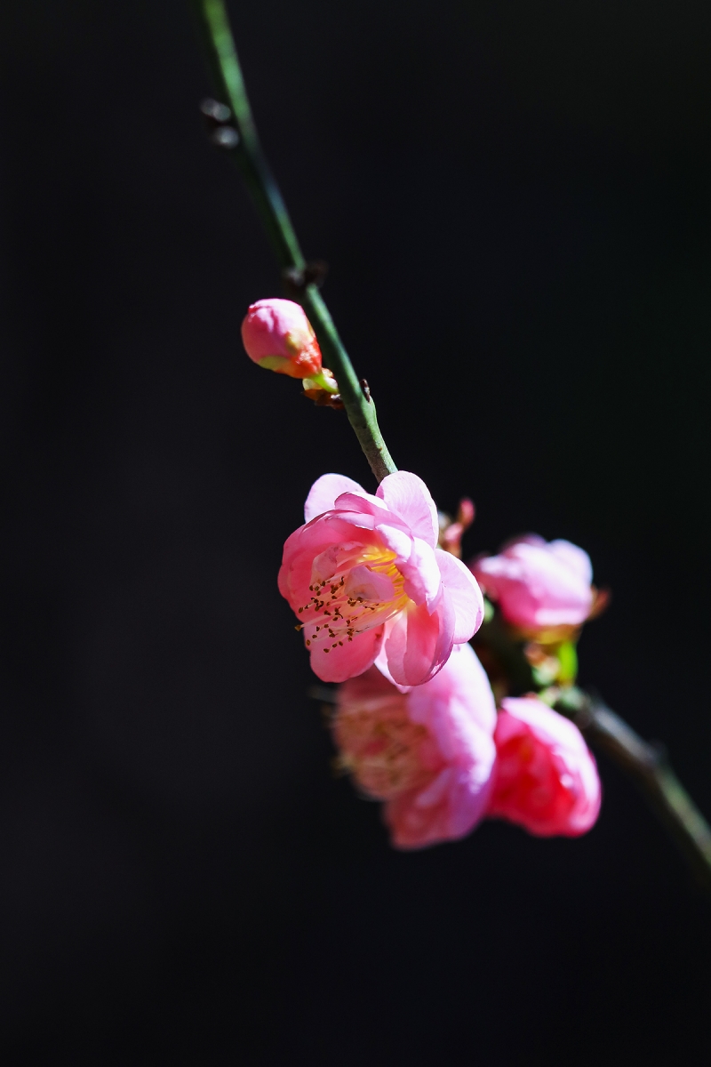 7S5A8891-1a.jpg : 매화야!
