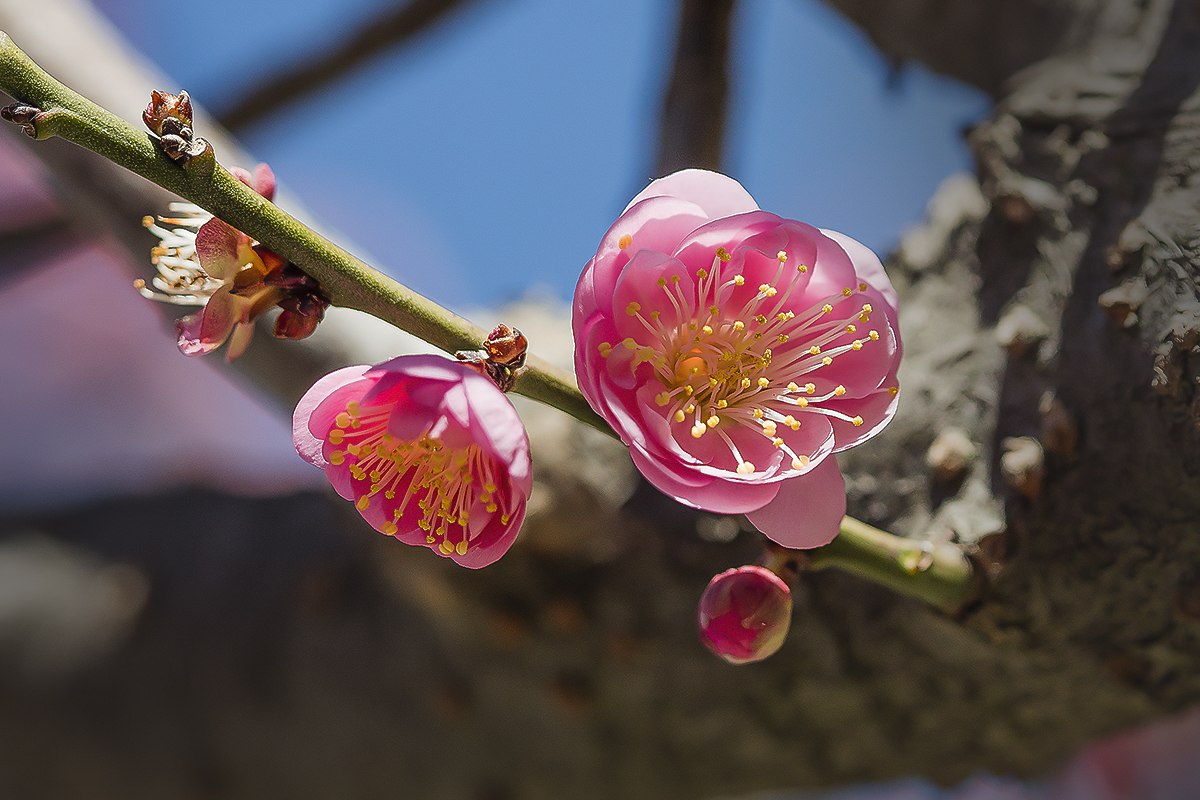 7S5A8845-1a.jpg : 매화야!